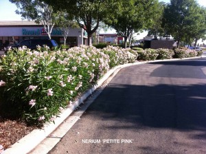 Nerium oleander 'Petite Pink'